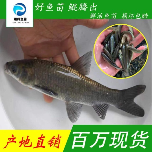 优质青鱼苗产地直销直供 一手货源 全国可售