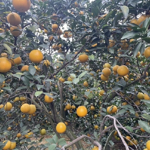 扶绥县红江橙果地直供