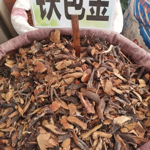 玉林铁包金 纯根部 老鼠耳 乌龙根