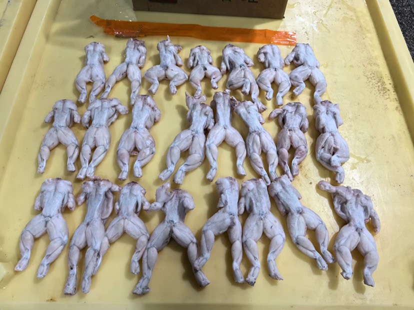 牛蛙 新鲜活冻 干锅田鸡 烧烤排挡酒店餐饮社区团购供应规格齐