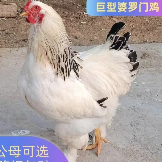 【现货】婆罗门半斤鸡苗纯种特大型梵天鸡活苗巨型脱温宠物鸡