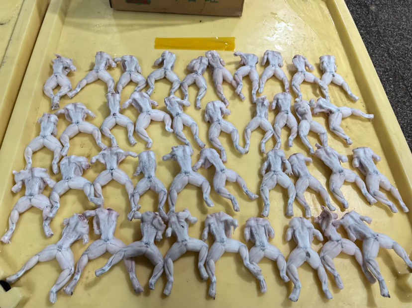 牛蛙 新鲜活冻 干锅田鸡 烧烤排挡酒店餐饮社区团购供应规格齐