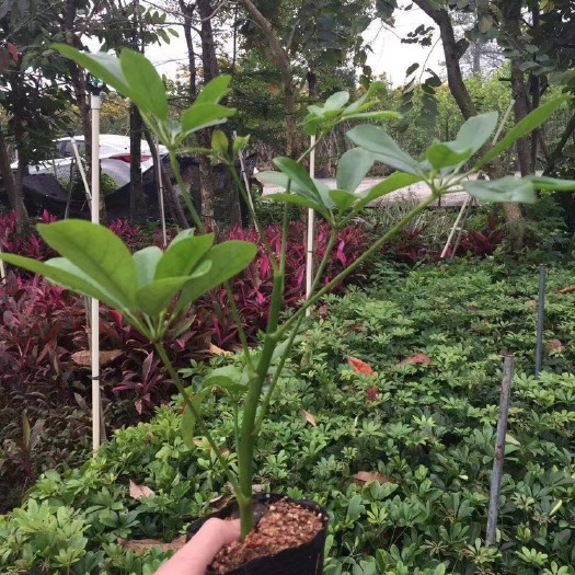 普宁市鸭脚木/花叶鸭脚木小杯中杯基地直销 质量优质