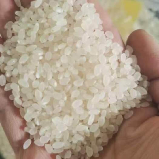 萝北县东北珍珠米，现磨现发
