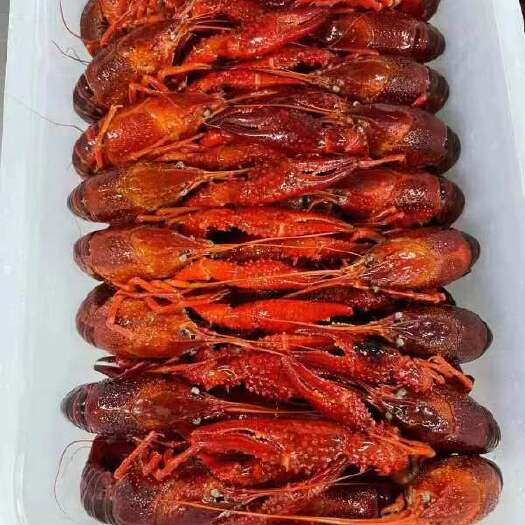 深圳清水小龙虾（冻虾）