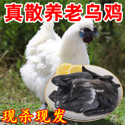 老乌鸡活鸡 现杀土鸡散养农村农家整鸡生鲜整鸡乌骨鸡乌鸡包邮