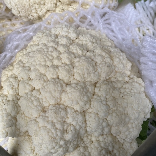 漳州福建花菜大量供应，有需要的老板，欢迎来合作