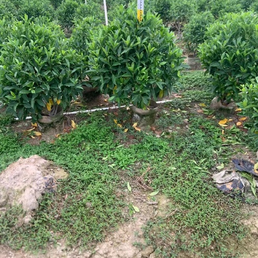 普宁市非洲茉莉球60～2米高出售，规格齐全 质量优质