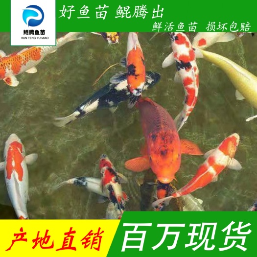 广州优选锦鲤鱼苗批发直销百万现货