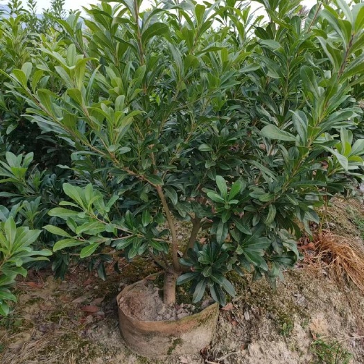 靖州县杨梅树