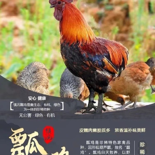无锡云南镇沅瓢鸡半大小鸡脱温苗无尾鸡土鸡观赏鸡因为是活体运输