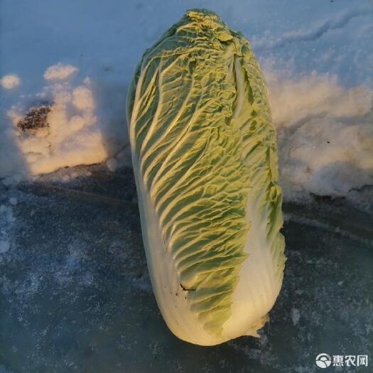行唐县出售北京新三号白菜