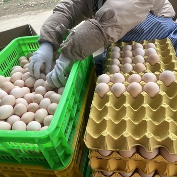 灵山县山上鸡场每天都是新鲜出炉，当天蛋当天发货。欢迎广大朋友订购。