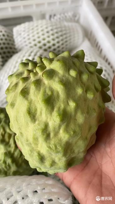 牛奶新鲜释迦果5斤当季热带水果大果番荔枝释迦佛头果1斤非