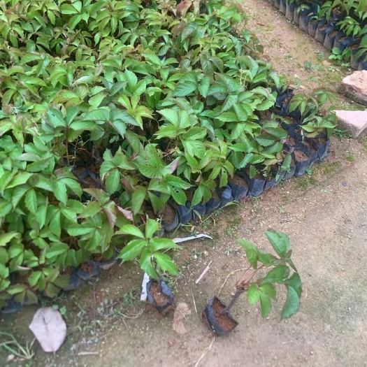 普宁市爬山虎/爬墙虎