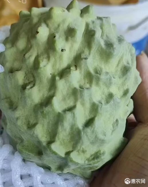 牛奶新鲜释迦果5斤当季热带水果大果番荔枝释迦佛头果1斤非
