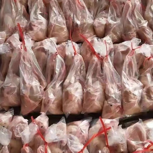 晋州市新鲜白条鸽！原粮乳鸽！老鸽子一手货源，厂家直销，保证质量