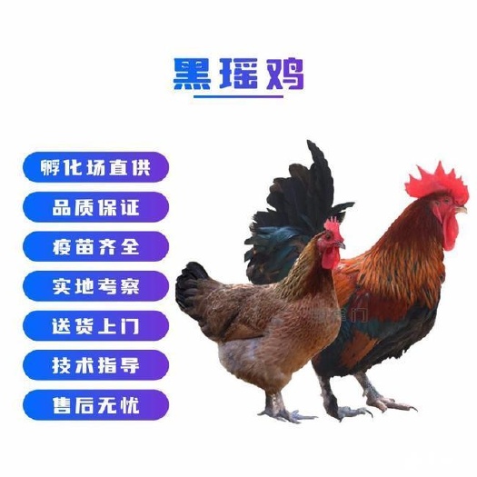 广州瑶鸡苗 黑瑶鸡苗 云贵川渝畅销