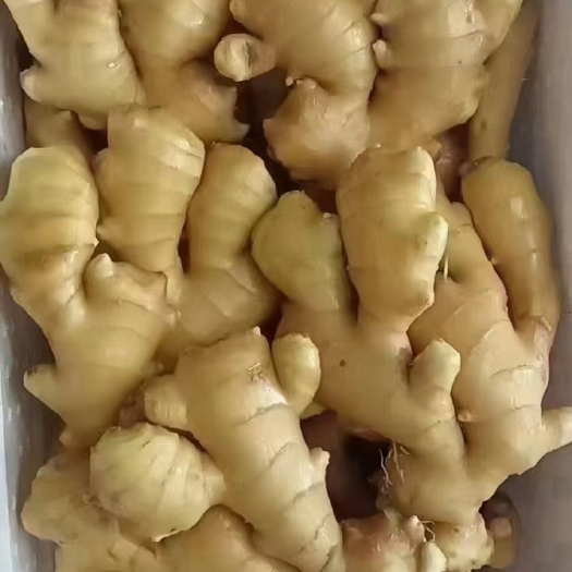 沂水县山东沂强大姜