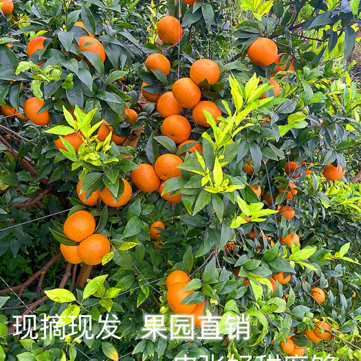 贵港广西高品质沃柑，皮张好，甜度达标！