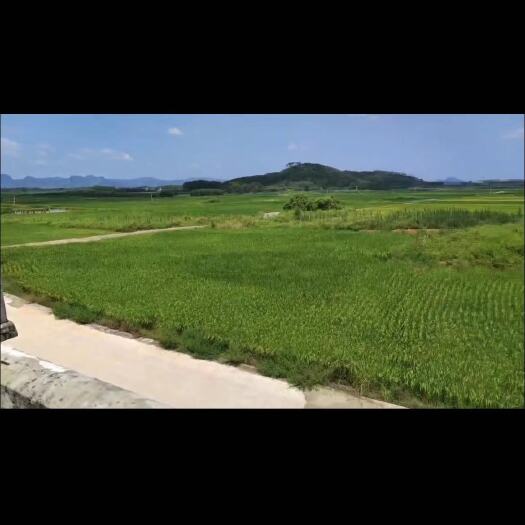 来宾广西 来宾 百色 贺州 大量农田出租需要的电话联系我