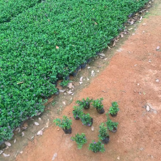 普宁市满天星小杯中杯基地直销 质量优质 有需要的老板欢迎来电洽谈合