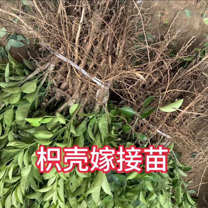 嫁接枳壳苗