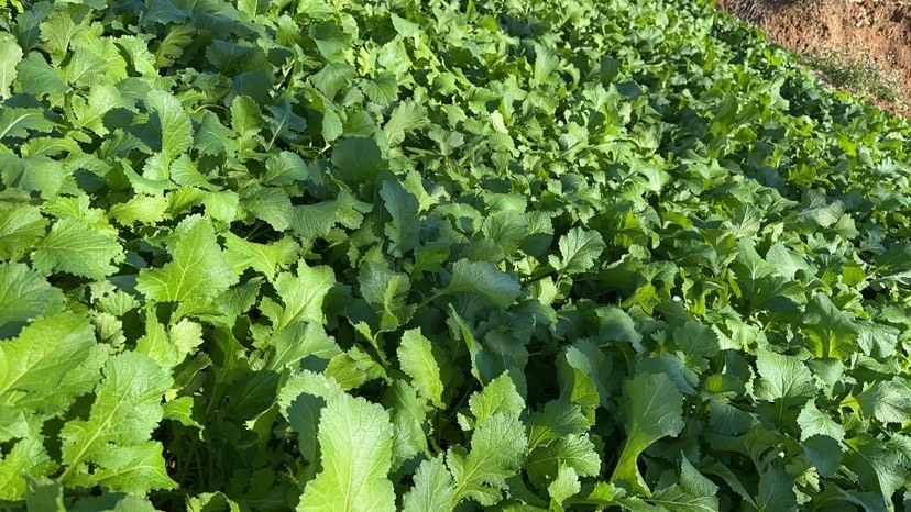 宜良县农村新鲜野生辣菜野外冲菜野油菜现摘现发冲鼻菜冲菜腊菜
