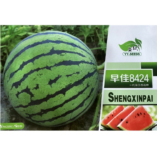 祁东县早佳8424西瓜种子西瓜水果种子懒汉大西瓜薄皮西瓜西瓜种子