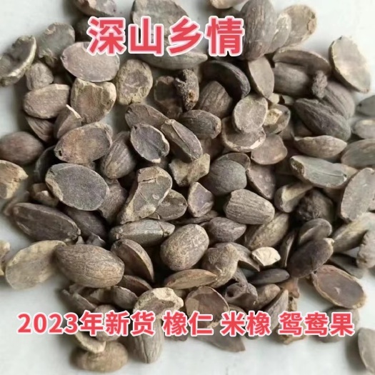 淅川县橡子仁择子仁栎树米橡实橡粟野生新货磨淀粉做凉粉豆腐橡果可食用