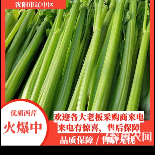菏泽菏泽西芹