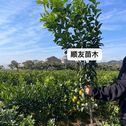 台州3年挂果砂糖橘苗