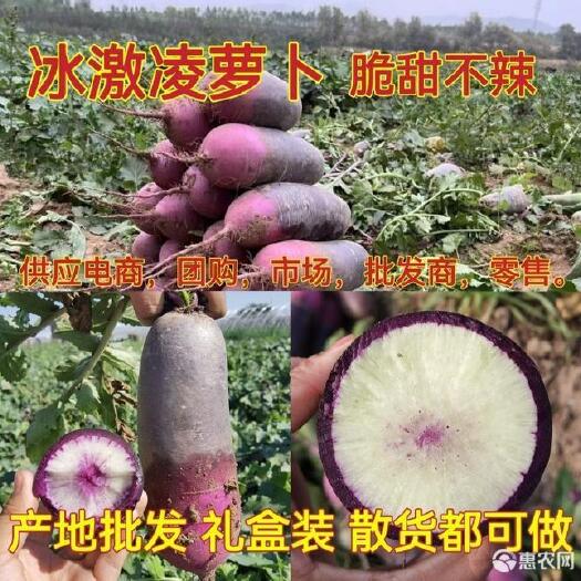 冰激凌萝卜，三色冰激凌萝卜，产地直发，一手货源