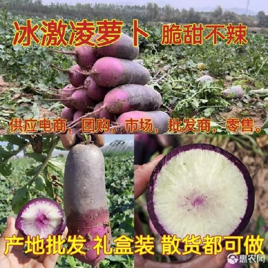 潍坊冰激凌萝卜，三色冰激凌萝卜，产地直发，一手货源