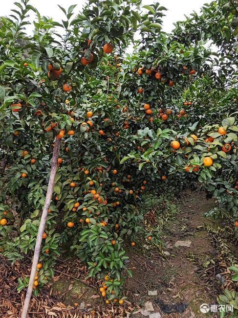 罗源县大量砂糖橘
