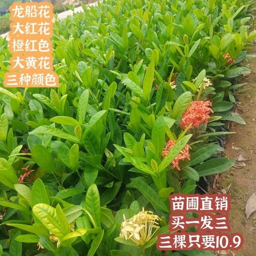 南安市龙船花