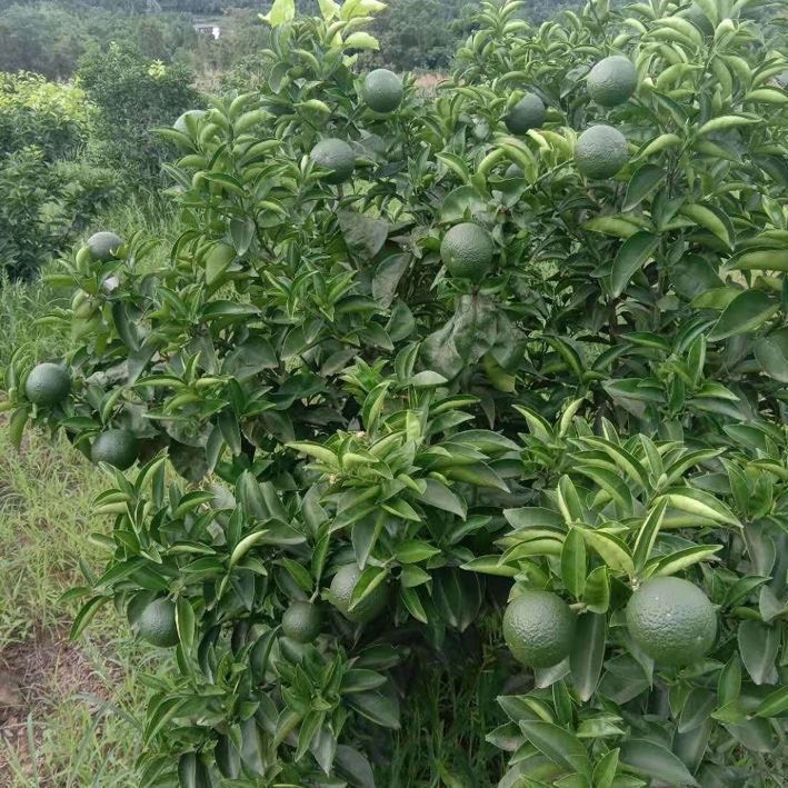嫁接枳壳苗