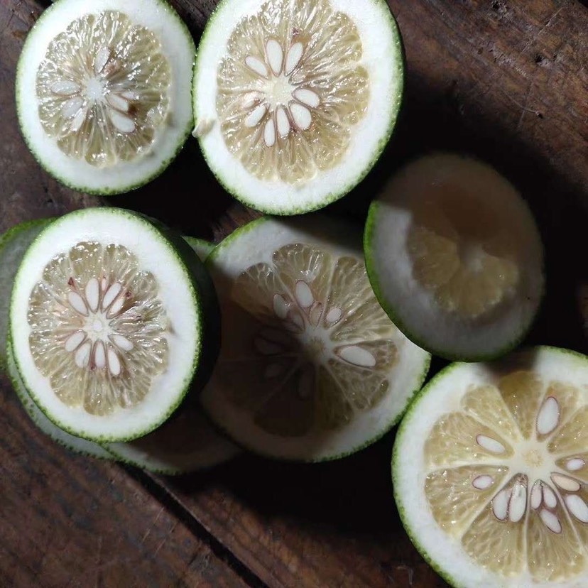 嫁接枳壳苗