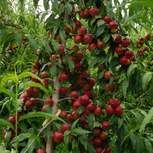 南阳珍珠枣油桃3号桃苗  离核 高糖 抗蚜虫 保证正品，假一赔十
