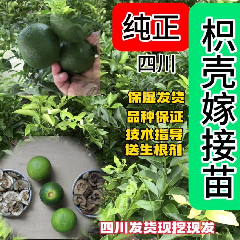 嫁接枳壳苗