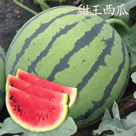 延津县甜王西瓜苗 甜王西瓜嫁接苗 西瓜苗 金冠甜王西瓜苗大果花皮瓜