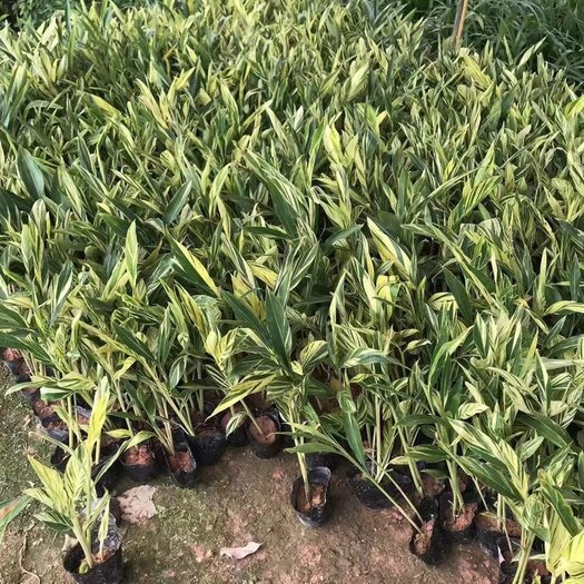 普宁市花叶良姜小杯中杯盆栽基地直销 质量优质 有需要的老板欢迎来电