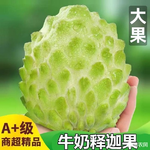 释迦果牛奶凤梨番荔枝应当季新鲜水果