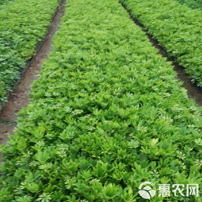 鸭脚木苗(15-25厘米高)鸭脚木鹅掌柴七叶莲室内观叶绿植