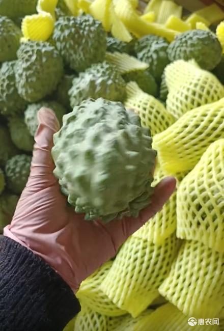 牛奶新鲜释迦果5斤当季热带水果大果番荔枝释迦佛头果1斤非