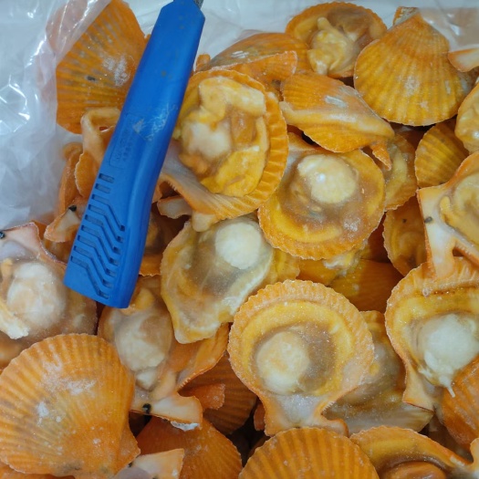 北海整件半壳黄金贝 半壳扇贝 烧烤专用 长期供应