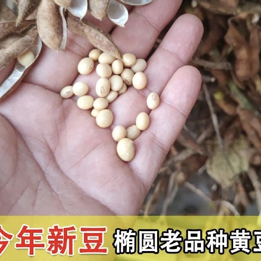 睢宁县今年新豆—农家自种的徐州行情不行，所以就没买家里余2-3千斤