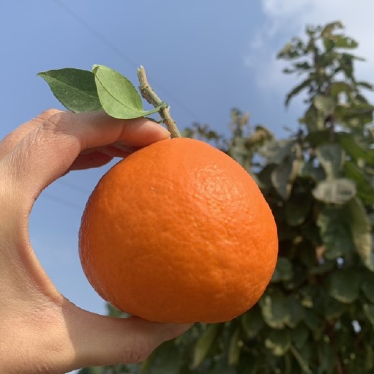 眉山眉山产地爱媛