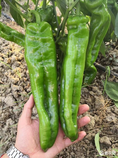 重庆市山东大棚辣椒301青椒大菜椒