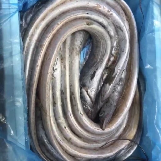 大连纯正渤海湾盘刀 刀鱼 3指宽 皮毛亮 可现加工、定制